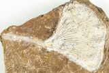 2.2" Fossil Ginkgo Leaf From North Dakota - Paleocene - #201271-1
